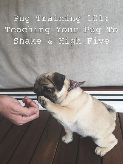 Pug Training, Pug Facts, Pug Photos, Black Pug Puppies, Funny Pugs, Easiest Dogs To Train, Dog Behavior Problems, Baby Pugs, Pug Pictures