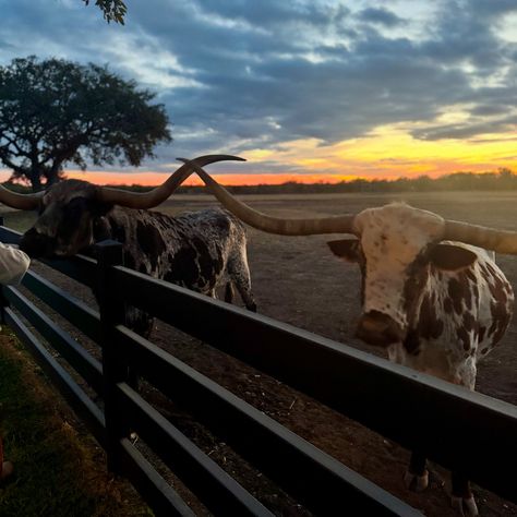 Ranch weekends are our fav Ranching Aesthetic, Montana Ranch Aesthetic, Western Asthetic Picture, Ranch Aesthetic, Country Ranch, Manifesting Vision Board, Texas Ranch, Cattle Ranching, Board Inspiration