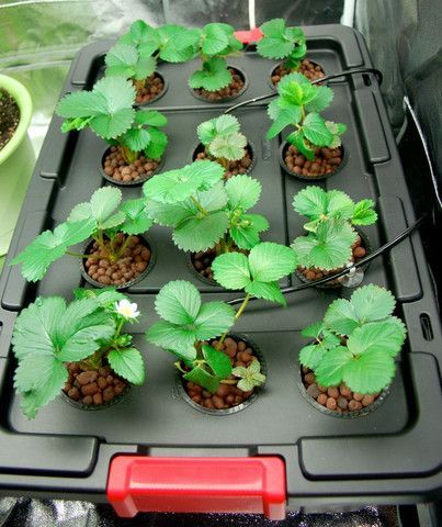 Hydroponic strawberries – Extended Seasons Indoor Gardening Hydroponic Strawberries, Everbearing Strawberries, Growing Food Indoors, Backyard Aquaponics, Hydroponic Systems, Aquaponics Diy, Hydroponic Farming, Hydroponics Diy, Aquaponic Gardening