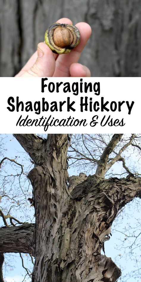 Thinking about foraging trees this fall? Be on the lookout for the shagbark hickory tree with its delicious, sweet nuts that are used in all kinds of shagbark hickory nut recipes. Plus learn about shagbark hickory uses, like shagbark hickory syrup. Includes an identification guide to get you started on your foraging adventure! Hickory Nuts Recipes, Shagbark Hickory Tree, Hickory Nut Recipes, Hickory Nuts Uses, Hickory Syrup, Tree Bark Identification, Winter Foraging, Lost In Woods, Homestead Diy