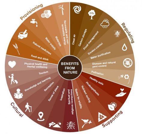 Ecosystem services - nature’s benefits | NatureScot Nature Benefits, Health Infographic, Ecosystem Services, Nutrient Cycle, Non Renewable Energy, Nature Tourism, Erosion Control, Mental Wellbeing, Improve Mental Health