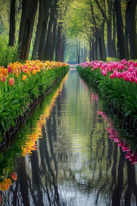 "Celebrate springtime in the Netherlands with vibrant tulip fields and charming canal views! 🌷🚲 Explore picturesque landscapes and colorful festivals in this Dutch dream. 🌼🌿 #NetherlandsSpring #TulipFields #TravelHolland" Tulips Netherlands, Tulip Fields Netherlands, Field Of Tulips, Tulip Fields, Blue Moon, Spring Time, Travel Guides, Beautiful Nature, The Netherlands