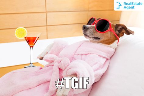 #TGIF We've worked like a dog, might as well rest like this #dog  For more #funny #realestate #memes Saturday Morning Quotes, Calendar Quotes, Funny Sunglasses, Saturday Quotes, Dog Spa, Jack Russell Dogs, Weekend Quotes, Morning Monday, Animal Humor