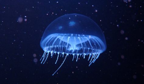 Crystal Jelly - vic high Crystal Jellyfish, Types Of Jellyfish, Jellyfish Species, Lion's Mane Jellyfish, Glaucus Atlanticus, Jellyfish Facts, Unique Jellyfish, Dumbo Octopus, Crystal Jelly