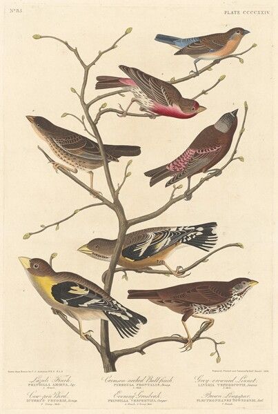 Art Object Page Audobon Birds, Vintage Bird Illustration, Audubon Birds, James Audubon, Birds Of America, John James Audubon, Bird On Branch, National Gallery Of Art, Lithograph Print