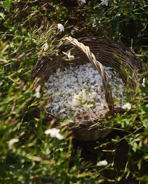 Robertet on Instagram: “Live from Robertet : the Jasmine Grandiflorum harvest has started in Grasse and the flowers delicately perfume the air of our factory.…” Jasmine Grandiflorum, Jasmine Flower, Instagram Live, Alter Ego, A Novel, Grapevine Wreath, Grape Vines, The Flowers, Givenchy