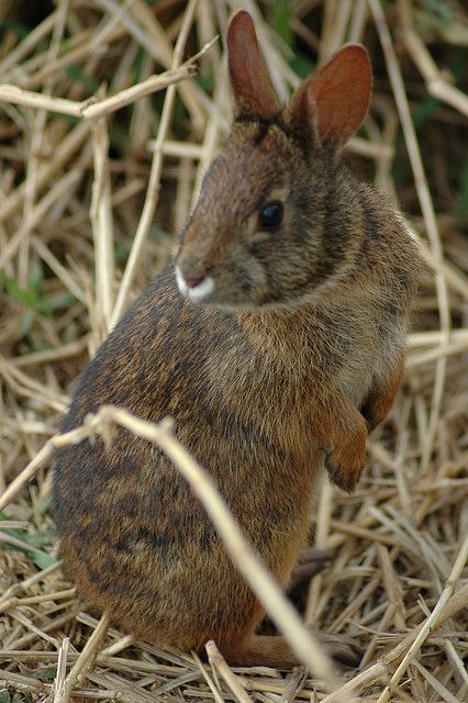 Myakka River State Park . Marsh Rabbit Marsh Rabbit, Eastern Cottontail, Myakka River State Park, Swamp Rabbit, Florida State Parks, Bunny Bunny, Florida State, Sweet Animals, Sarasota