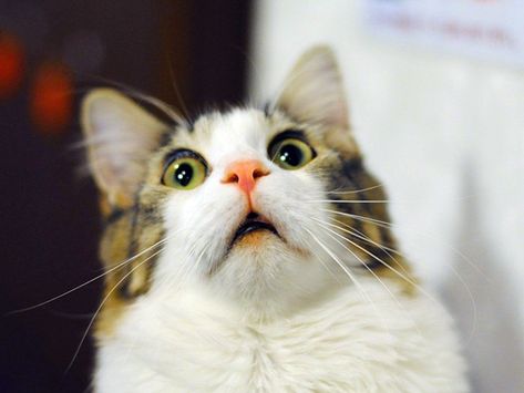 Hilarious face of a surprised cat. Cat Face, A Cat