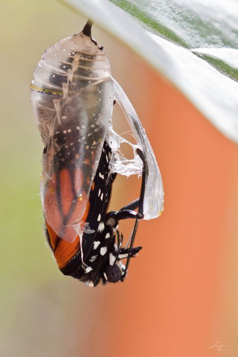 Moth Coming Out Of Cocoon, Butterfly Coming Out Of Cocoon Tattoo, Butterfly Coming Out Of Cocoon, Cocoon To Butterfly, Mental Health Artwork, Butterfly Cocoon, Butterfly Transformation, Butterfly Metamorphosis, Purple Hibiscus