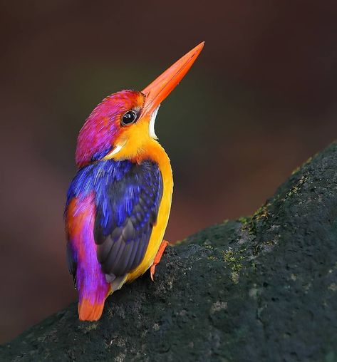 BEST BIRDS PLANET on Instagram: “@best_birds_planet For More Beautiful Birds in Nature =========================== 🐦🐦 Oriental Dwarf Kingfisher…” African Pygmy Kingfisher, Kingfisher Watercolor, Common Kingfisher, Most Beautiful Birds, Butterfly Pictures, Art Painting Gallery, Beautiful Bird, Bird Pictures, Tropical Birds