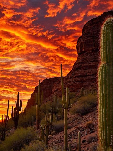 Desert Images Landscapes, Sunset In Desert, Desert Sunrise Aesthetic, Sunset In Arizona, Arizona Sunrise, Arizona Aesthetic, Arizona Desert Sunset, Sonora Desert, Desert Aesthetic