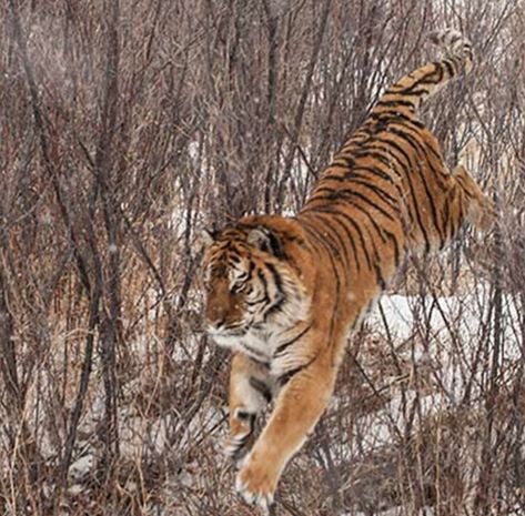 Tiger Walking Down, Tiger Dynamic Pose, Tiger Climbing Down, Dynamic Tiger Poses, Tiger Reference Photo, Tiger Poses, Tiger Reference, Running Tiger, Tiger Hunting