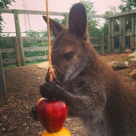 wallaby with fruit Wallaby Enrichment, Kangaroo Enrichment, Primate Enrichment, Zoo Enrichment, Dolphin Trainer, Enrichment Projects, Animal Enrichment, Paddock Paradise, Animal Behaviorist