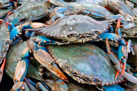 How to Eat a Blue Crab | Saveur Blue Crabs, Keystone Species, Old Bay, Blue Crab, Crustaceans, Crab Meat, Beach Reading, Crab, New Jersey