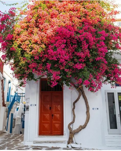 Greek Doorway Bougainvillea Trellis, Red Doors, Beautiful Doors, Bougainvillea, Arbor, Pretty Flowers, Garden Inspiration, A Tree, Secret Garden