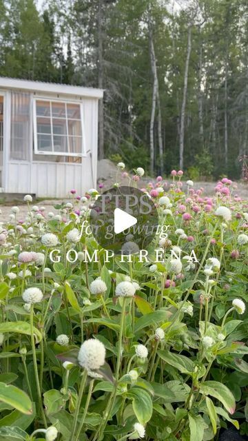 Sylvie  { farmer ⋆ florist ｝ on Instagram: "Our gomphrena (aka. globe amaranth) is insane this season with the longest stems we’ve ever had.

Here’s how we grow ours with a few tips ✨🌸

✿ We start our seeds indoors and transplant seedlings out in the field in late spring 🌿

✿ When they start blooming and plants are still tiny, we remove blooms to encourage plant growth which also acts as pinching 

✿ Once plants grow and bloom but lack stem length, leave them be! Give them a couple weeks to grow taller in height before cutting ✂️ 

✿ Use the ‘wiggle test’ to be sure stems are ripe before harvesting, otherwise gomphrena will wilt in the vase!

Gomphrena is one of our favourite textural flowers to grow. Do you love it? 🌸
 
 
 
 
 
 
#gomphrena #globeamaranth #flowerfarm #florist #floralde Gomphrena Flowers, Gomphrena Flowers Garden, Purple Gomphrena, Strawberry Fields Gomphrena, Globe Amaranth Magical Properties, Globe Amaranth, The Wiggles, Amaranth, Strawberry Fields