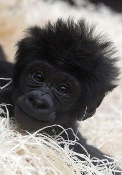 Sweet Face. ••••(KO) There's naughtiness in there. You can see it his/her eyes. The badness will soon out. Baby Gorilla, Gorilla Gorilla, Regard Animal, Baby Gorillas, Cute Monkey, Pictures Of The Week, Baby Monkey, Primates, Sweet Animals