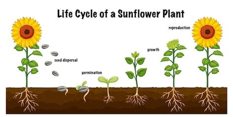 Free vector life cycle of a sunflower pl... | Free Vector #Freepik #freevector #svg #cartoon-drawing #cartoon-svg #art Life Cycle Of Sunflower, Plant Diagram, Sunflower Plant, Seed Dispersal, Planting Sunflowers, Svg Art, Cartoon Svg, Fabric Flowers Diy, Drawing Cartoon