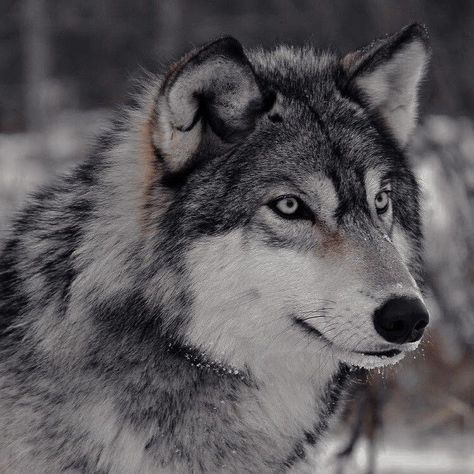 Gray Wolf Photography, Gray Wolf Aesthetic, Grey Wolf Aesthetic, Dark Wolf Aesthetic, Grey Werewolf, Wolf Personality, Grey Wolf Photography, Wolves Aesthetic, Wolf Dark