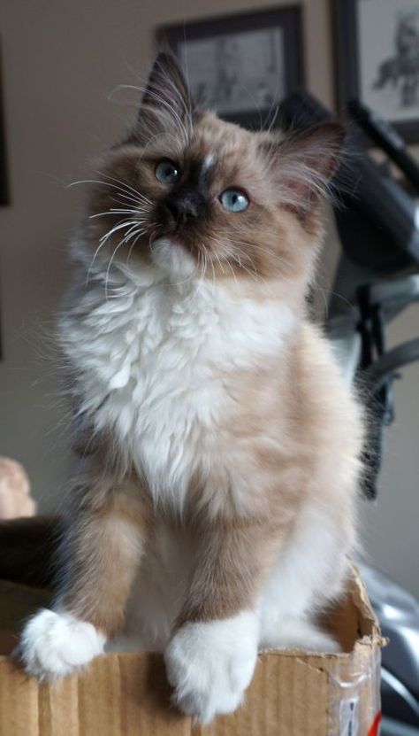 Retired & Young Adults Available | Ranchinragz Ragdolls Ragdoll Cats For Sale, Ragdoll Kittens, Wcue Morph, House Cats, Dream's Cat, Wallpaper Cat, Ragdoll Cats, Tattoo Cat, Cat Anime