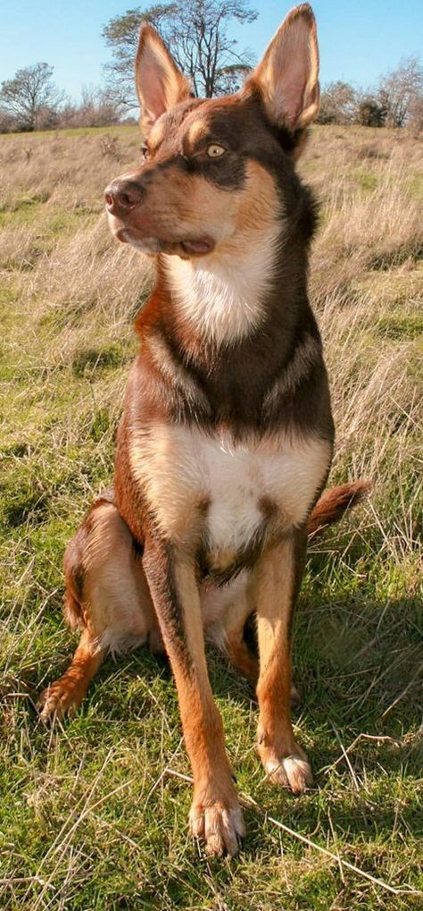 12 Interesting Facts About the Australian Kelpie Dog Breed - PETRAGE Australian Dog Breeds, Kelpie Dog, Australian Kelpie Dog, Herding Dogs Breeds, Beautiful Dog Breeds, All Breeds Of Dogs, Australian Kelpie, Sun Dogs, Farm Dogs