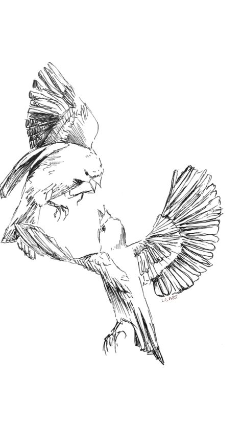 Drawing in ink by me #birds #sketch #drawingideas Two Birds Drawing, Birds Sketch, Birds Kissing, Kissing Drawing, Fly Drawing, Mocking Birds, Bird Sketch, Two Birds, Birds Flying