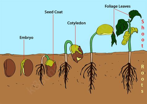 Seed Germination For Kids, Parts Of A Seed, Cycle For Kids, Planting For Kids, Tattoo Plant, Seed Pots, Plant Seedlings, Plant Life Cycle, Seed Germination