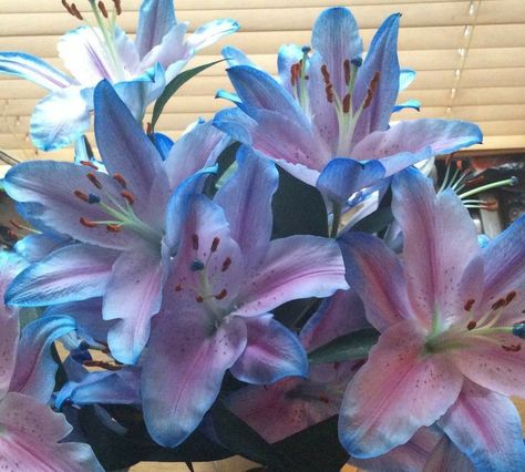 Blue Lilies Aesthetic, Blue Stargazer Lily Bouquet, Blue Stargazer Lily, Pink And Blue Aesthetic, Pink Blue Aesthetic, Lilly Garden, Flower Gardening Ideas, Blue Lilies, Blue Lilly