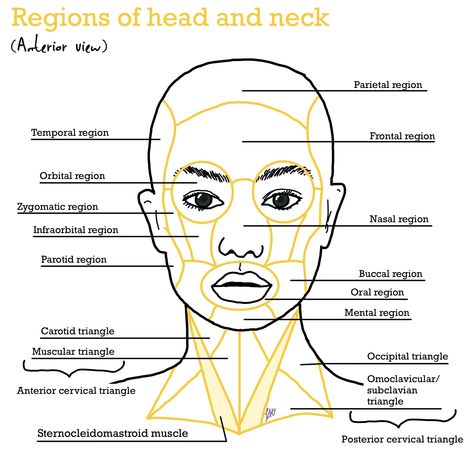 Neck Anatomy Drawing, Draw Neck, Anatomy Head, Neck Anatomy, Medical Drawings, Neck Drawing, Head Anatomy, Drawing Anatomy, Face Anatomy