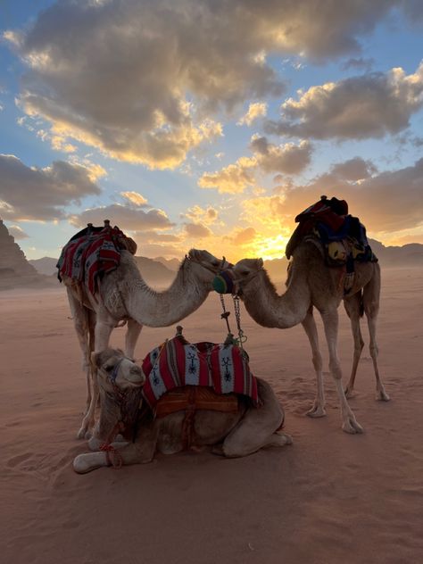 Jordan; travel; camel; desert; middle east Jordan Middle East, Middle East Aesthetic, Middle East Desert, Arabian Nights Aesthetic, Middle East Travel, Aesthetic Desert, Round The World Trip, Dubai Aesthetic, Jordan Travel