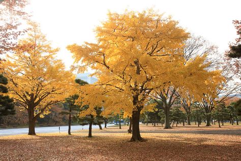 Tree Transplanting, Ginkgo Biloba Tree, Euonymus Alatus, Deer Garden, Maidenhair Tree, Flowering Cherry Tree, Tree Seedlings, Ancient Trees, Ginkgo Tree