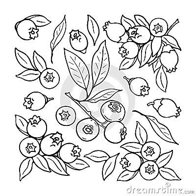 blueberry-blueberry-flowers-black-white-berries-set-hand-drawn-flat-image-vector-illustration-white-background Drawings Of Blueberries, Blueberry Line Drawing, Blue Berries Drawing, Blueberry Sketch, Blueberry Doodle, Blueberries Drawing, Blueberry Drawing, Berry Drawing, Blueberry Illustration