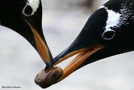 Sea Creatures Keep The 'Love' Alive with Romantic Gestures - Oceana Gentoo Penguin, Black And White Tuxedo, Romantic Gestures, Animal Facts, Stay Happy, Six Feet Under, Marine Animals, She Likes, Forever Love