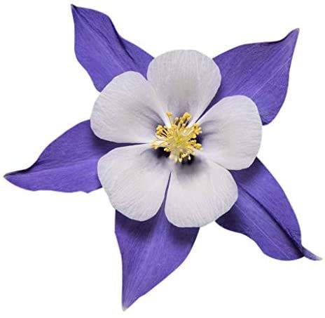 Colorado Tattoo Ideas, Columbine Flower Tattoo, Colorado State Flower, Photoshoot Backgrounds, Colorado Garden, Tattoo Eagle, Buttercup Flowers, Colorado Tattoo, Compass Drawing