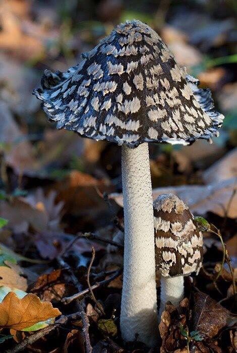 Simple Pleasures Lichen Moss, Mushroom Pictures, Slime Mould, Plant Fungus, Mushroom Fungi, Mushroom Art, Wild Mushrooms, Plant Life, In The Woods