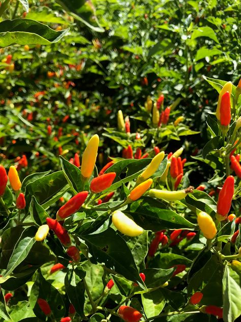 How Long do Chilli Plants live? Chilli Tree, Chilli Plant, Growing Peppers, Outdoor Gardens Landscaping, Pepper Plants, Chilli Pepper, Green Chilli, Tropical Climate, History Projects