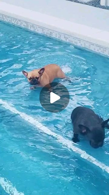 Frenchie on Instagram: "😀LUCILLE is really enjoying the bubbler....  📷 Source: TT/IG @junebug_the_mini_frenchie  ( Plz DM for credits or removal )  =============  • • • • • #frenchbulldogg #frenchiebully #frenchbulldoggroupofinstagram #frenchiepost #frenchbulldogpics #frenchbulldogrescue #frenchiepup #frenchiefever #frenchievideo #frenchbulldogbreeder #frenchbulldoglove #frenchbulldogsuk #bouledoguefrancaisinstagram #frenchbulldogoftheday #frenchiepuppies #frenchielove #frenchieoverload #frenchieofig #frenchiesociety" Baby Frenchie, Frenchies Puppies, French Bulldogs, Frenchie Bulldog Puppy, Frenchie Pug, French Bulldog Rescue, Mini French Bulldogs, French Bulldog Breeders, Baby French Bulldog