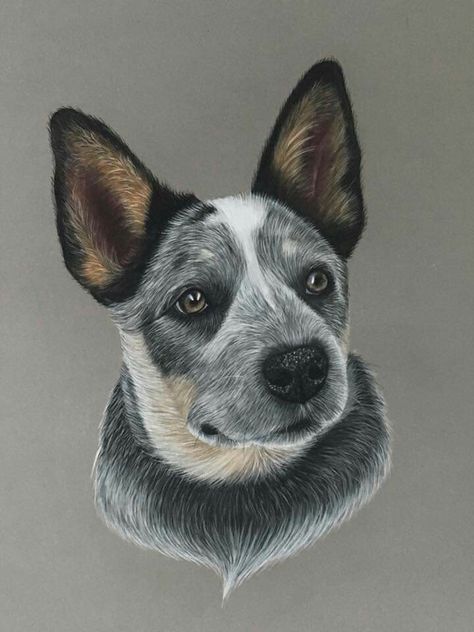 Very excited to say, that very soon my drawing of Shirley Jean, a beautiful blue heeler, will be in his new home with his owner actor Keifer Sutherland. by Lori Head Blue Healer Tattoo, Blue Heeler Ears Tattoo, Blue Heeler Drawing, Healer Tattoo, Blue Heeler Illustration, Blue Heeler Painting, Stripe Heeler, Blue Heeler Photography, Dog Expressions