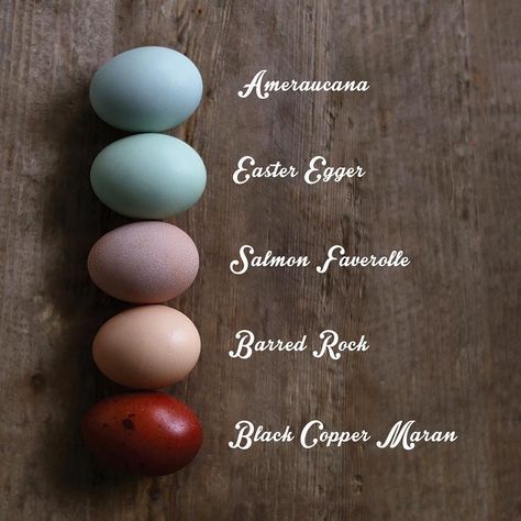 What color does your chicken lay? Amercauna, easter egger, salmon faverolle, barred rock, black copper Maran chickens. “I decided to lay out which chicken laid what color in case anyone was wondering. #eggs #eggcolors #dscolor” Salmon Faverolle, Copper Maran, Maran Chickens, Chicken Egg Colors, Ameraucana Chicken, Barred Rock, Laying Chickens, Egg Laying Chickens, Backyard Farm