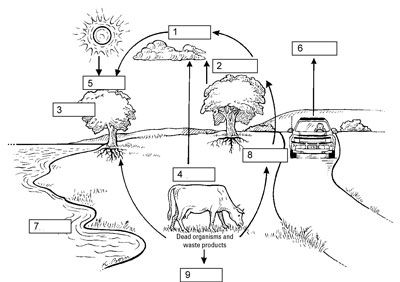 Carbon Cycle Diagram-Organisms in biological ecosystems connect to one another through their need for matter as well as energy. Every organism needs molecules like proteins, carbohydrates, and fats to provide the raw building materials for their cells. One of the most fascinating facts about Earth is that almost all the matter on the planet today has been … Carbon Cycle Diagram, Carbon Dioxide Oxygen Cycle, Carbon Dioxide Cycle, Water Cycle Diagram, Water Cycle Worksheet, Earth Cycles, Facts About Earth, Nutrient Cycle, Photosynthesis And Cellular Respiration