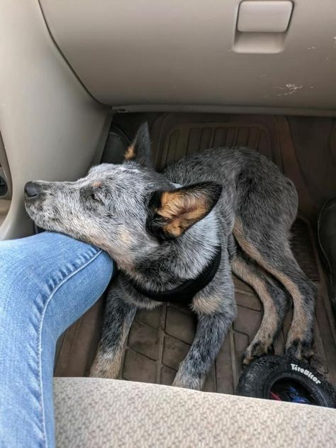 Australian Cattle Dog Aesthetic, Blue Heeler Aesthetic, Ranch Dogs, Blue Heeler Puppy, Cattle Dog Puppy, Aussie Cattle Dog, Heeler Puppy, Austrailian Cattle Dog, Heeler Dogs