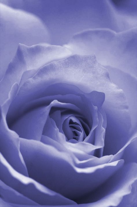 Veri Peri Aesthetic, Veri Peri, Periwinkle Flowers, Violet Aesthetic, Shades Of Violet, Light Blue Aesthetic, Periwinkle Color, Very Peri, Texture Photography