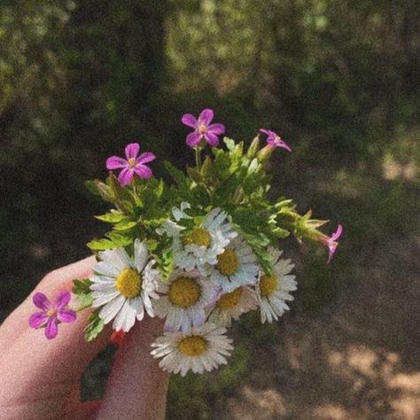 Daisy Core, Beautiful Nature Wallpaper, Flower Lover, Nature Wallpaper, Comforters Cozy, Love Flowers, Beautiful Nature, Daisy, Plants