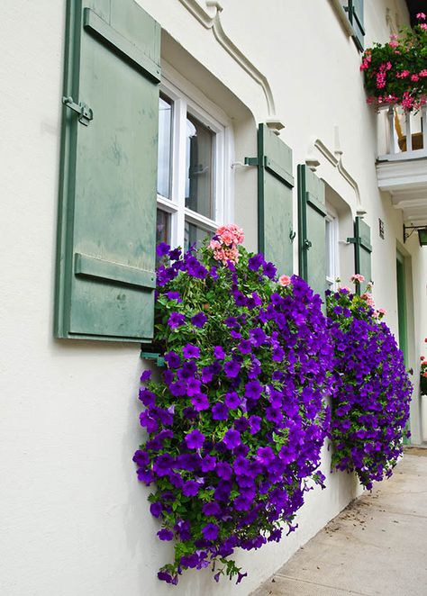 Flower box on windows with cascading purple flowers Perennial Window Box Plants, Cactus Window Box Ideas, Trailing Flowers Hanging Baskets, Mediterranean Window Flower Boxes, Hanging Flowers On Porch, Shady Window Box Ideas, Flowers Under Window, Plants House Exterior, Best Flowers For Flower Boxes