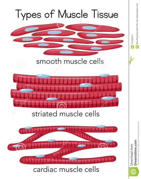 Tissue Illustration, Types Of Muscle Tissue, Z Wallpaper Letter Aesthetic, Cell Illustration, Muscle Cell, Cardiac Muscle Cell, Tissue Biology, Smooth Muscle Tissue, Muscle Diagram