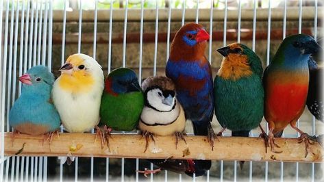 Want these too Aviary Birds, Zebra Finches, Gouldian Finch, Finches Bird, Bird Aviary, Bird Care, African Grey Parrot, Exotic Bird, Game Birds