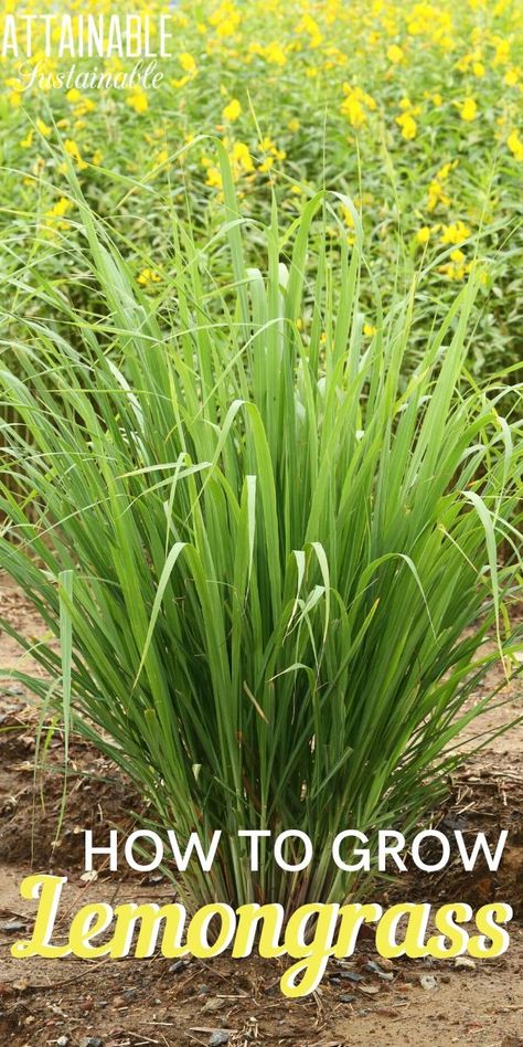 Grow Lemongrass, Lemongrass Plant, How To Grow Lemon, Easy Plants To Grow, Mosquito Repelling Plants, Grasses Landscaping, Sun Plants, Garden Sheds, Pretty Plants