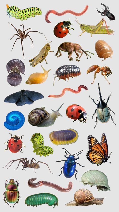 #bugcore #bugs #insects Bug Texture, Bug Chart, Bug Anatomy, Invertebrates Animals, Bug Poster, Spring Bugs, Insect Identification, Bug Images, Nail Salon Interior Design