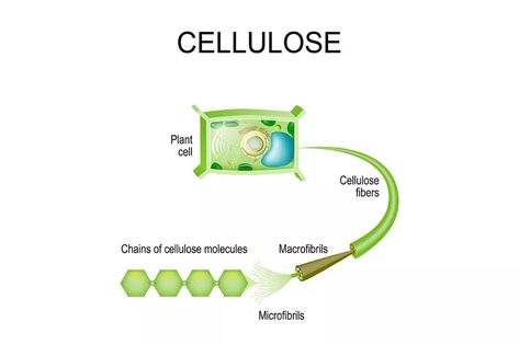 What Is Cellulose? Facts and Functions Complex Carbohydrates, Physical Chemistry, Cellulose Fiber, Plant Cell, Molecular Structure, Cell Wall, Boost Energy Levels, Class Notes, Biochemistry