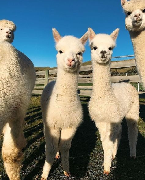 Llama Wallpaper, Farm Animal Paintings, Cutest Animals On Earth, Baby Llama, Alpaca Farm, Cute Alpaca, Llama Alpaca, Weird Animals, Baby Alpaca